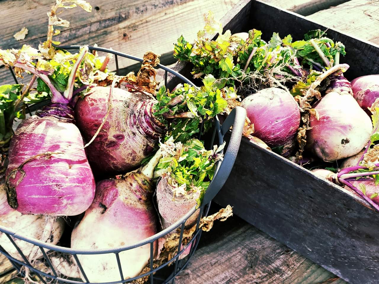 Purple Top Turnips Southern Style Farms 8090